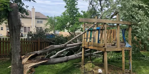 Tree Service – Tree Trim – Tree Removal Tree Service - Tree Trim - Tree Removal