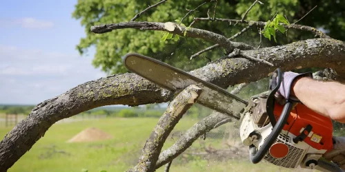 Tree Service – Tree Trim – Tree Removal Tree Service - Tree Trim - Tree Removal