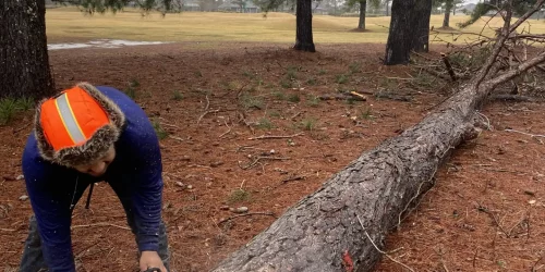 Tree Service – Tree Trim – Tree Removal Tree Service - Tree Trim - Tree Removal