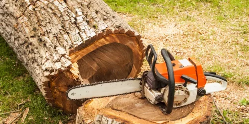 Tree Service – Tree Trim – Tree Removal Tree Service - Tree Trim - Tree Removal