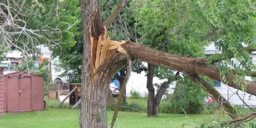 Tree Service – Tree Trim – Tree Removal Tree Service - Tree Trim - Tree Removal