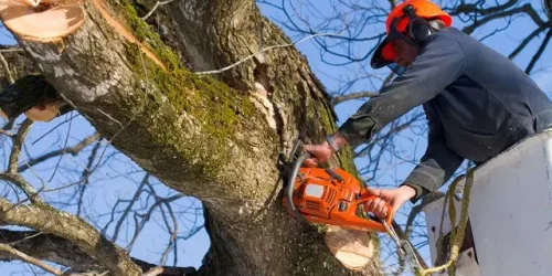 Tree Service – Tree Trim – Tree Removal Tree Service - Tree Trim - Tree Removal